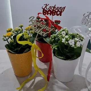 Kalanchoje w doniczce ceramicznej z dodatkiem 