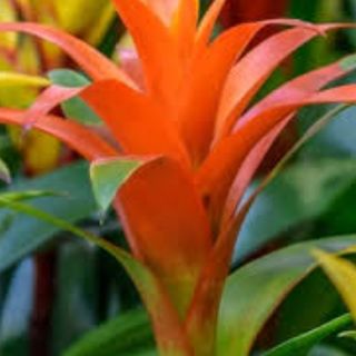 1 Planta de guzmania
