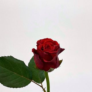 Ель Торо 50см