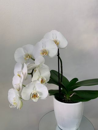 Orchidea bianca