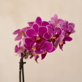 Orquídea fucsia