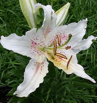 Lilium orientale singolo