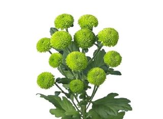 1 Хризантема, Зелено топче | 1 pieces