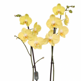 Orquídea Grande "Yellow" (Amarilla)