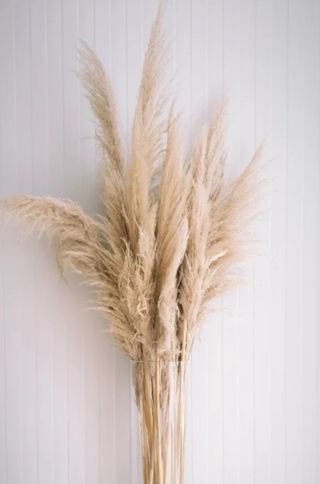 5 TIGES DE PAMPAS 