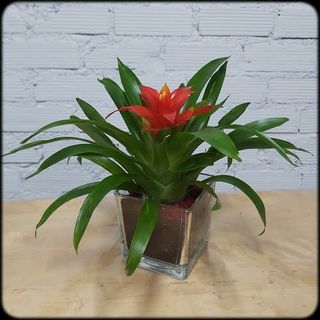Guzmania en Cristal