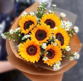  მზესუმზირა 