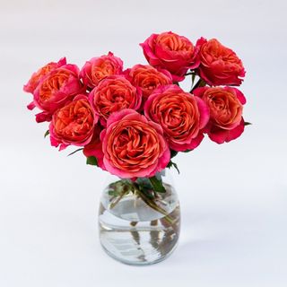  Róże kształt piwonii 25 szt