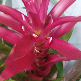 Pianta Guzmania da  appartamento