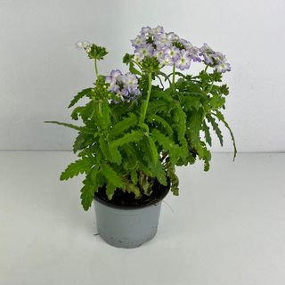 Verbena