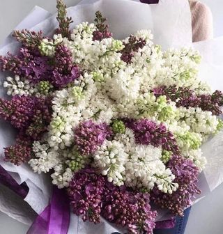 თეთრი და იისფერი იასამანი