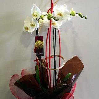 Orquídea Phalaenopsis