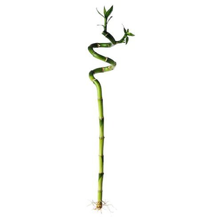 bamboo