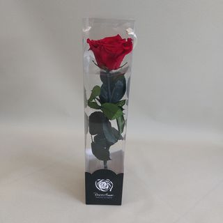 Rosa stabilizzata rossa con gambo 