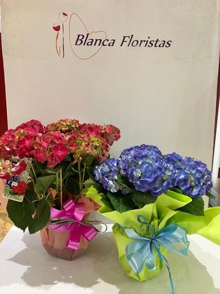Hortensia (Variada de color)