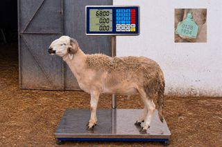 01281924 - 68 Kg
