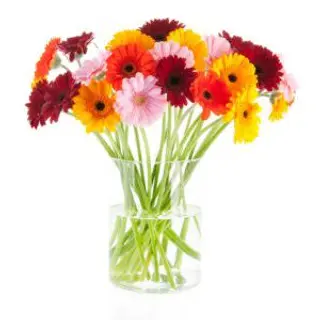 Bouquet gerbere colorate - 1 pezzo