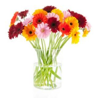 Bouquet gerbere colorate - 1 pezzo