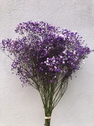 Ramo De Paniculata Color Morado
