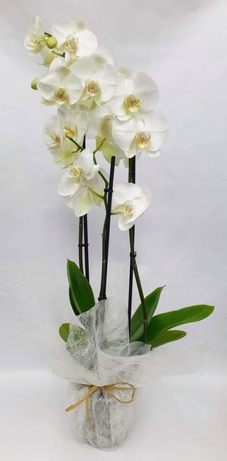 Planta De Orquídea Blanca