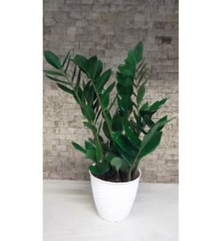 Zamioculcas 