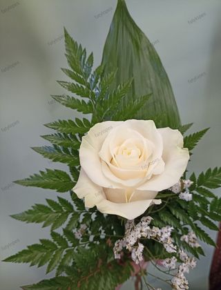 Rosa Amor Branca