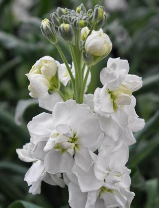 Matthiola