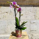 Orquídea Mini