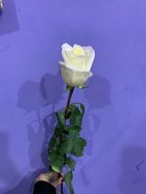 თეთრი ჰოლანდიური ვარდი, 1ც