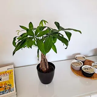 PACHIRA AQUATICA