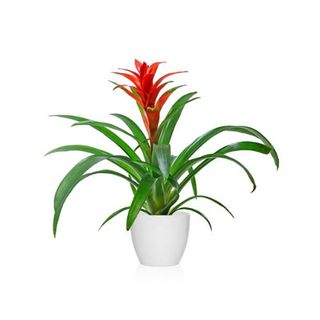 Guzmania