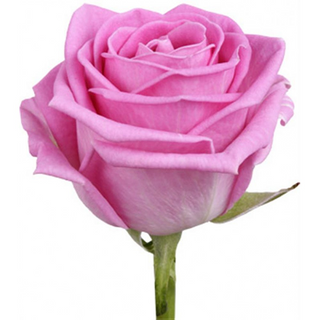 Рожева троянда - 1 шт 