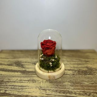 Cúpula pequeña rosa preservada colores variados