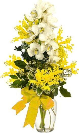 Composizione di mimosa e orchidea, confezionata con verde decorativo