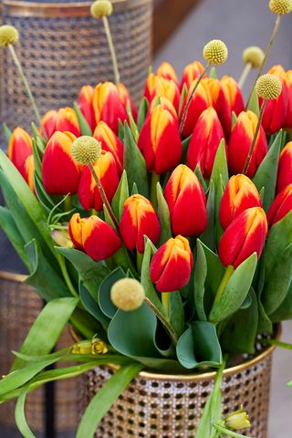 10 tulipani bicolore