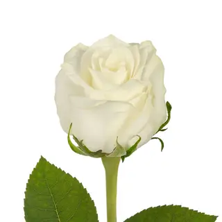 Rosa Blanca Unidad