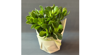 Crassula