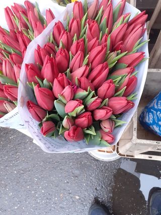 Tulipani rosso 