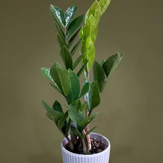 Zamioculcas cu ghiveci de ceramica