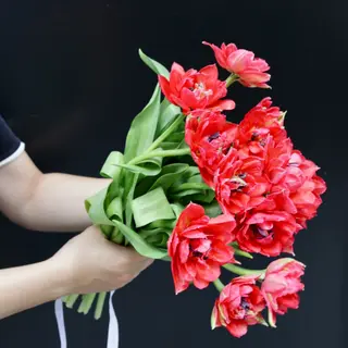 Ramo de 7 Tulipanes Rojos