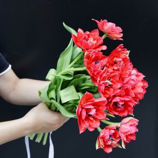 Ramo de 11 Tulipanes Rojo