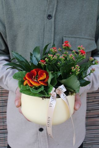 Aranjament plante mix primavara