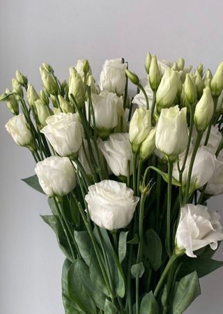 თაიგული 90