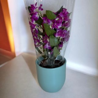 Orhidee Dendrobium Mov