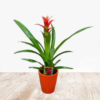 PLANTA BROMELIA