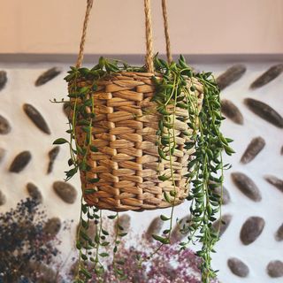 Senecio