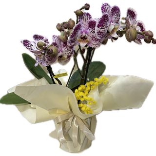 Orchidea tablo bianca e rosa con mimosa 