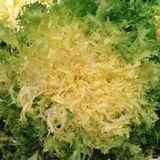 Scarola riccia