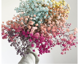 ფერადი გიფსოფილა (10 ტოტი)