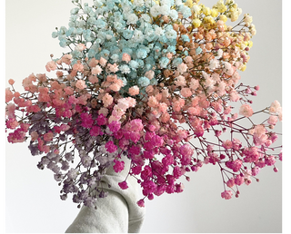 ფერადი გიფსოფილა (10 ტოტი)